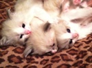 Ragdoll kittens for sale Illinois